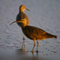 Whimbrel and Willet; Santa Barbara, CA