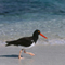 American Oystercatcher; Galapagos Islands