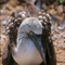 Blue Footed Booby; Galapagos Islands