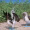 Blue Footed Booby; Galapagos Islands