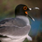 Galapagos Gull; Galapagos Island