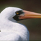 Masked Booby; Galapagos Islands