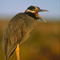 Yellow Crowned Night Heron; Galapagos Islands