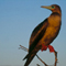 Red Footed Booby; Galapagos Islands