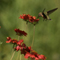 Rufus Hummingbird; Jackson, WY