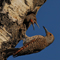 Northern Flicker; Grand Teton National Park, WY