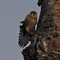 American Kestrel; Grand Teton National Park, WY