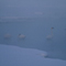 Trumpeter Swans; Jackson, WY