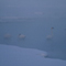 Trumpeter Swans; Jackson, WY