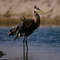 Great Blue Heron; Santa Barbara, CA