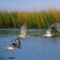 Short Billed Dowitchers; Sunset Beach, NC