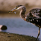 Great Blue Heron; Santa Barbara, CA