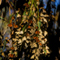 Monarch Butterflies; Santa Barbara, CA