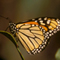 Monarch Butterfly; Santa Barbara, CA