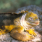 Land Iguana, Galapagos Islands